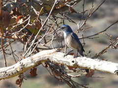 Aphelocoma californica