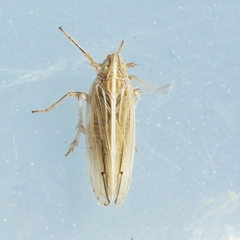 Stenocranus unipunctatus