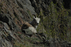 Ovis dalli