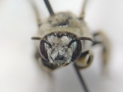 Diadasia
