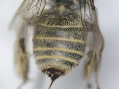 Diadasia