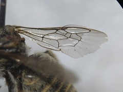 Diadasia