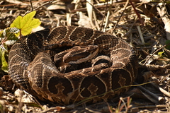 Bothrops alternatus
