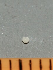 Aenetus thermistis