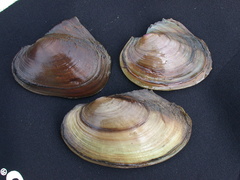 Potamilus ohiensis