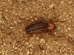 Ammotrechidae