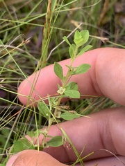 Ludwigia microcarpa