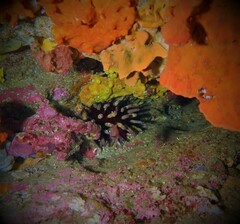 Phyllacanthus irregularis