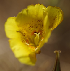 Calochortus luteus