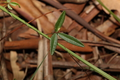 Glycine tabacina