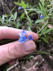 Billardiera heterophylla