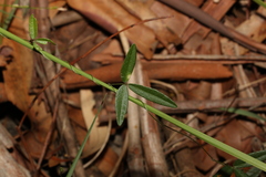 Glycine tabacina