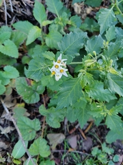Solanum douglasii