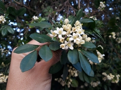 Murraya paniculata