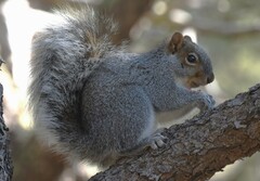 Sciurus arizonensis