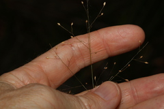 Panicum effusum