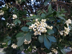 Murraya paniculata