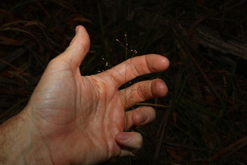 Image of Panicum effusum by (c) Greg Tasney, some rights reserved (CC BY-SA)