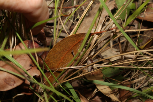Image of Panicum effusum by (c) Greg Tasney, some rights reserved (CC BY-SA)