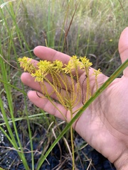 Polygala cymosa