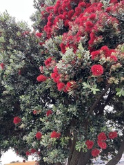 Metrosideros excelsa