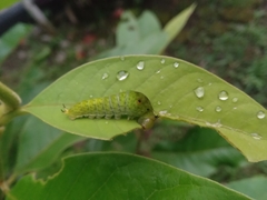 Graphium agamemnon