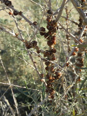 Ceroplastes irregularis