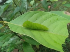 Graphium agamemnon