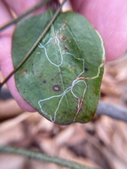 Marmara smilacisella