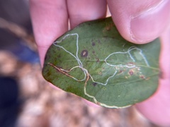 Marmara smilacisella