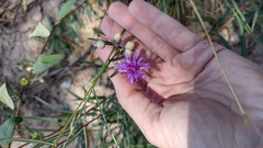 Lessingianthus rubricaulis
