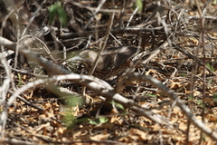 Toxostoma cinereum