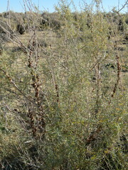 Ceroplastes irregularis