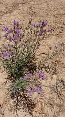 Lessingianthus rubricaulis