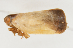 Antillormenis contaminata