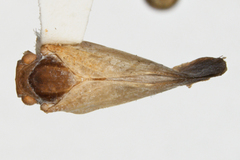 Antillormenis contaminata