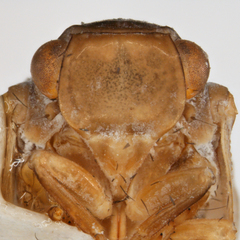Antillormenis contaminata