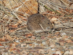 Sigmodon arizonae