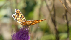 Melitaea phoebe