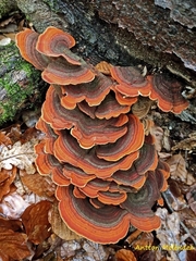 Stereum insignitum