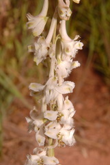 Delphinium carolinianum virescens