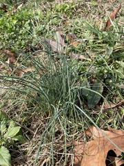 Allium vineale