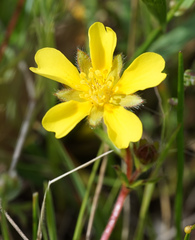 Potentilla hickmanii