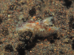 Plocamopherus