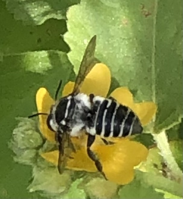 Megachile furcata