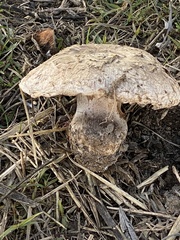 Agaricus bernardii