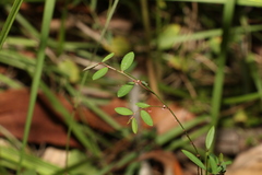 Phyllanthus virgatus