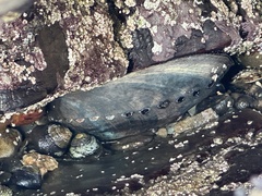 Haliotis cracherodii