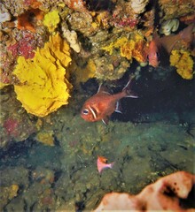 Trachichthys australis