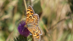 Melitaea phoebe